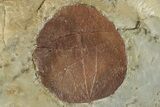 Plate with Four Fossil Leaves (Three Species) - Montana #268333-4